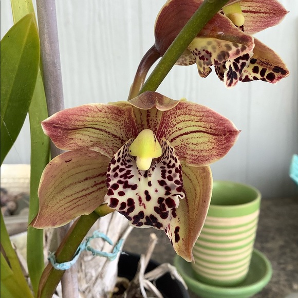 π΄π΄π΄Meet your Posher, Francineπ΄π΄π΄ - Picture 3 of 4